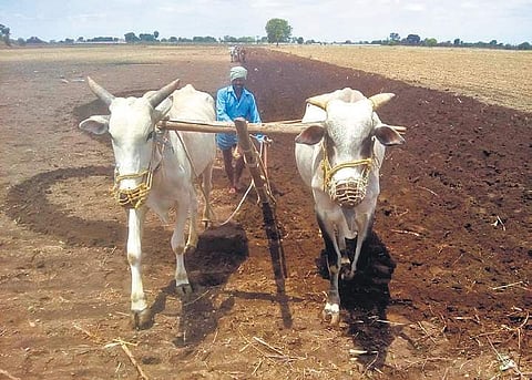A farmer sows seeds on his land surrendered for the construction of the Kakatiya Mega Textile park in Warangal Rural district | Express