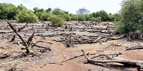 The declining mangrove cover near LNG Terminal at Vypin Island. Of the 13 species identified in Kochi, as many as three are on the verge of extinction Albin Mathew