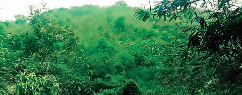 Krishnavanam created by poet Sugathakumari in Attappadi