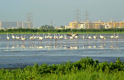 A flock of flamingoes at the Pallikaranai marshland | EPS