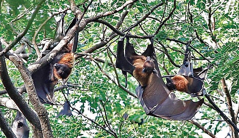 Bats spotted at Mangalavanam in Kochi | Arun Angela