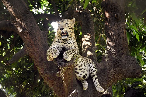 For representational purposes (Photo | PTI)