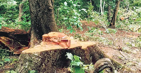 The dense forest cover in Haryana has declined, but the total forest and tree cover has increased, according to the India State of Forest Report 2023. (Representative image)