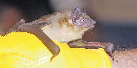 An insect bat, Scotophilus kuhlii commonly known as yellow bat | Express