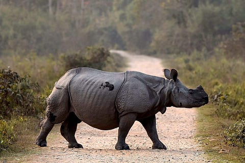 A one-horned rhino in Assam's Kaziranga National Park