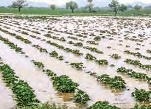 Crops inundated due to heavy rain at PV Palem in Guntur district on Monday (File Photo| EPS)