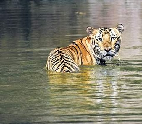 A tiger at Nehru Zoological Park in Hyderabad | vinay madapu