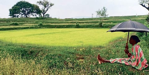 A woman farmer guards her agricultural land at Laxmipur village in Shyamakhunta block. (Photo | EPS)