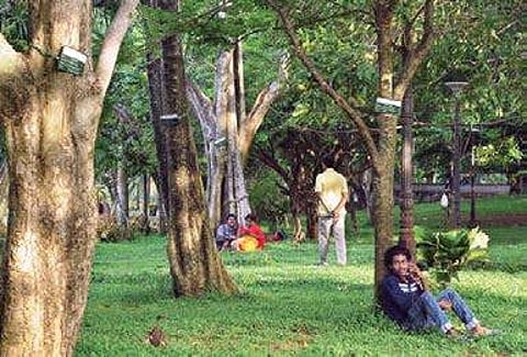 Trees with tags in Subhash Park A Sanesh