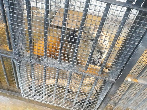 Jeetu the Asiatic lion. (Photo| ANI)