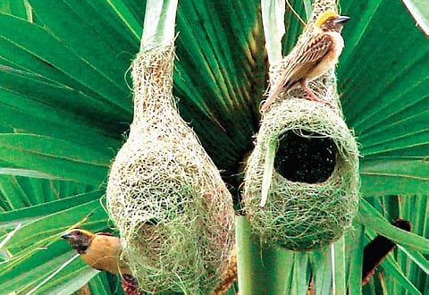 Cyclone Fani has failed to dent the population of weaver birds on Odisha.