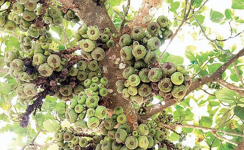 Finding folklore in the friendly fig