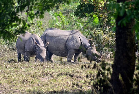 Rhinos in Kaziranga National Park. (File photo | EPS)