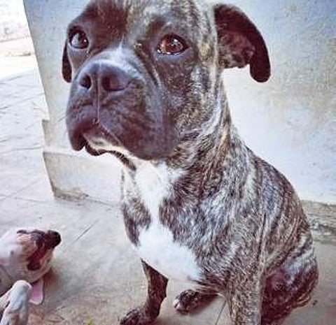 one-year-old pit bull, Tingu (Photo |EPS)