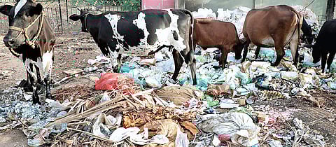 Chemicals in plastic can be toxic for cattle and in worst cases, can lead to death