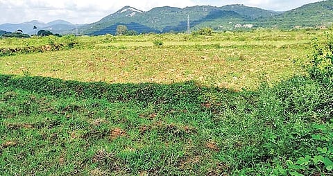 An agriculture land where farming is yet to be taken up in Ganjam district | Express