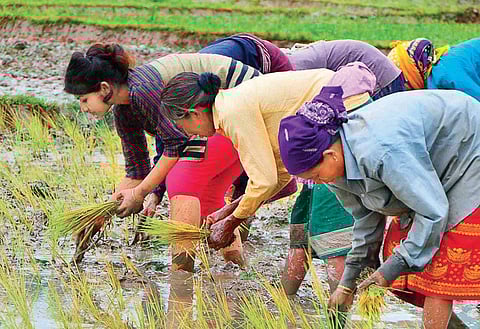 Villagers plant paddy for elephants in Ronghang-Hatikhuli in Assam| Express