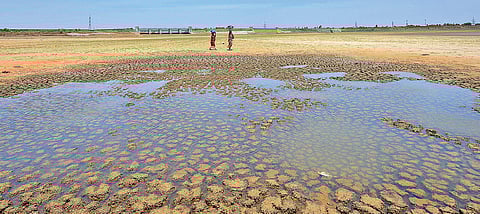 TWAD board is under immense pressure as demand for water has been rising across the State; picture shows the parched Chembarambakkam lake in Chennai | Express