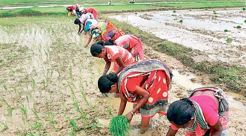 Women transplanting paddy saplings in a farm field in Bangiriposi | express