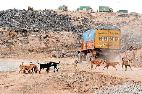 Legacy waste haunts Bengaluru, team to study solutions