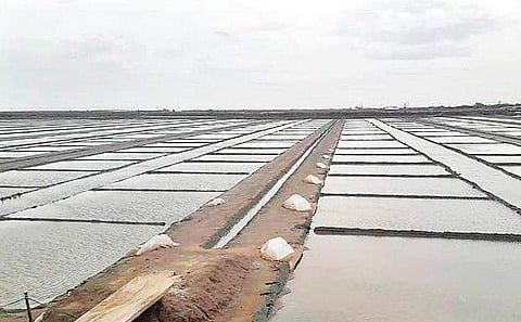 An inundated salt pan in Vedaranyam. Salt producers said they were struggling to drain water as the frequency of rain could not be predicted to initiate the work | Express