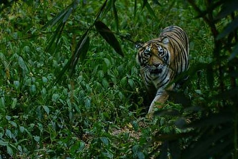 A female tiger at the Tholpetty forest in Wayanad. (Photo | EPS)