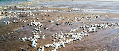 The beach at Gahiramatha Marine Sanctuary littered with shells of destroyed Olive Ridley eggs (File Photo | EPS)