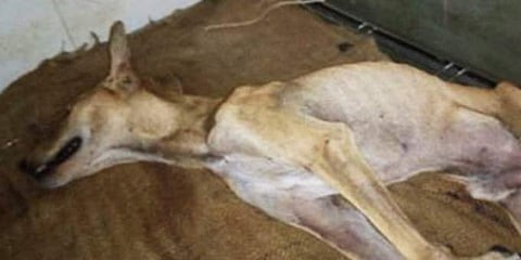 A picture of the stray dog who was brutally beaten for taking shelter in a Mumbai building during the rains on July 24, 2019. (Photo | Videograb)