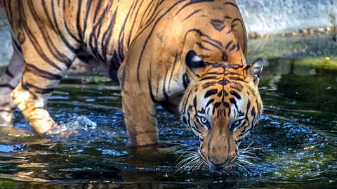 Forest officials then returned to the area and questioned villagers as to who had sprayed the chemical on the cow’s body. (Representative Image)