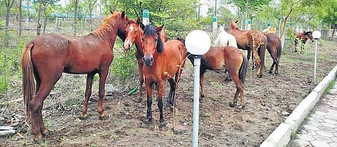 The stray horses kept outside the Collectorate premises on Jan Sunwai day.