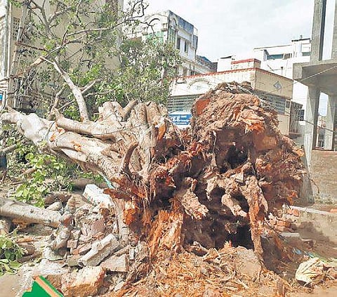 The ‘Perugu Chettu’ which collapsed in Eluru on Thursday | Express
