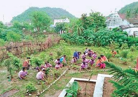 KGBV students attending to plants in the kitchen garden at Ichchapuram in Srikakulam district. (Photo | EPS)