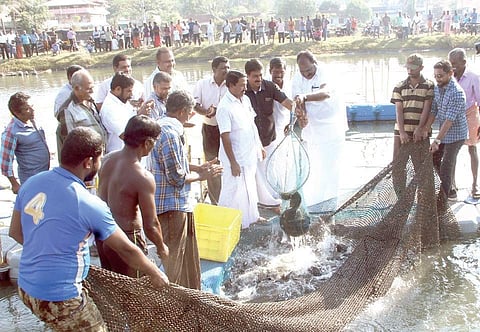 Fish farming (Representational Picture| Melton Antony, EPS)