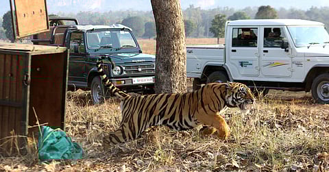 A tiger at Satpura Tiger Reserve in Madhya Pardesh. (Photo | Shekhar Yadav, EPS)
