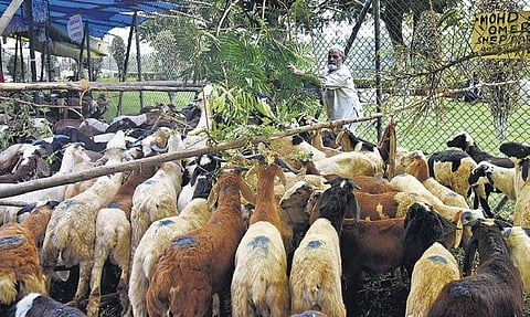 Ahead of Bakrid, sheep-sellers set up makeshift tents to rear and sell the cattle at Salarjung Museum Road | Vinay Madapu