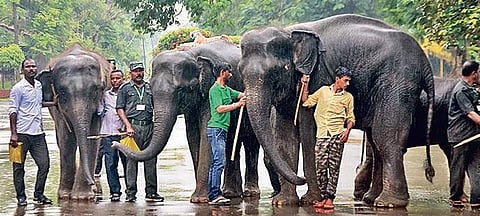 Elephants with their caretakers at Nandankanan Zoological Park in Bhubaneswar on Monday | biswanath swain