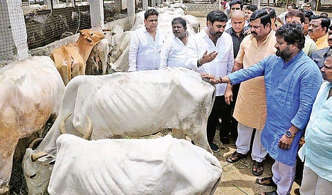 BJP MLA Thakur Raja Singh Lodh visiting Gosamrakshana Sangham at Kotturu Tadepalli on Monday | Prasant Madugula