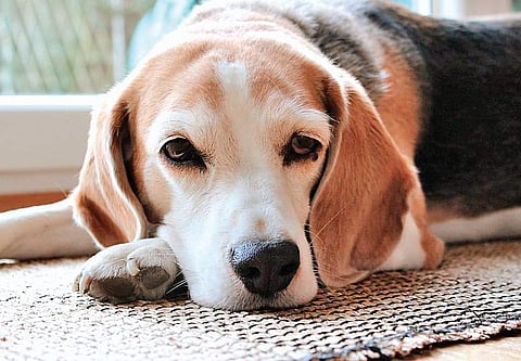 Did dogs sell out their souls for comfort?