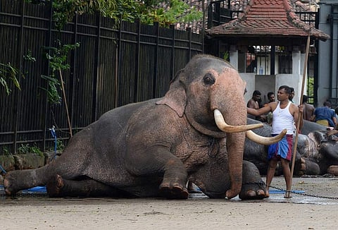 A Sri Lankan mahout stands with his elephant ahead of the Esala Perahera festival in Kandy on August 14, 2019 (File photo | AFP)