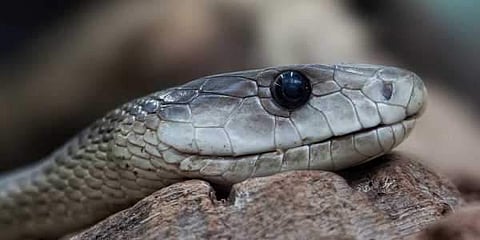 Poisonous snakes wreak havoc in Basti jail