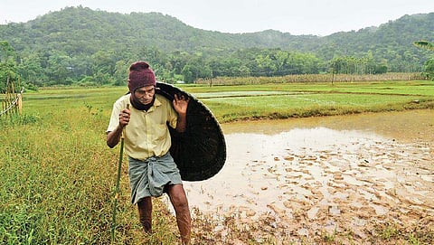 Chandu Pittan of Kurichiya tribe near his paddy field at Choi Moola in Wayanad on Wednesday | Albin Mathew