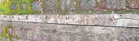 Giant African snails return to district in large numbers