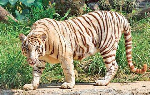 White Tiger