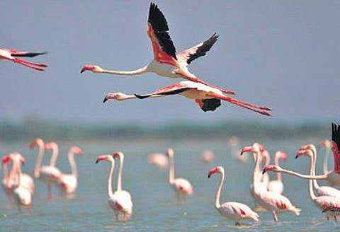 File photo of birds at the Pulicat lake | express