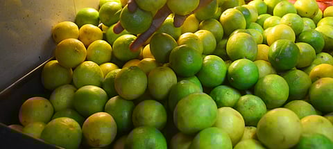 Vijayapura district is the largest producer of lemons in Karnataka, with Indi taluk alone accounting for over 50 percent of the state’s lemon production.