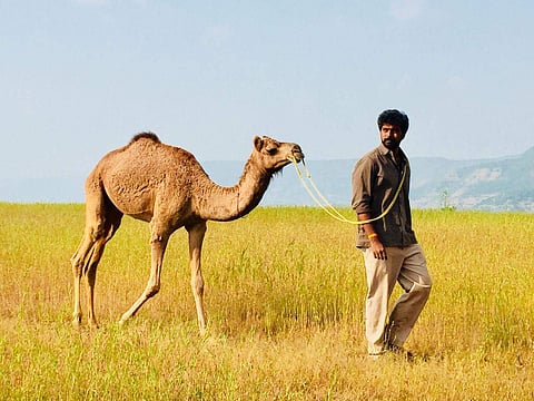 Vikranth with a camel in a still from Bakrid.