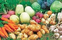 Awareness regarding what not to eat during pregnancy is just as important.