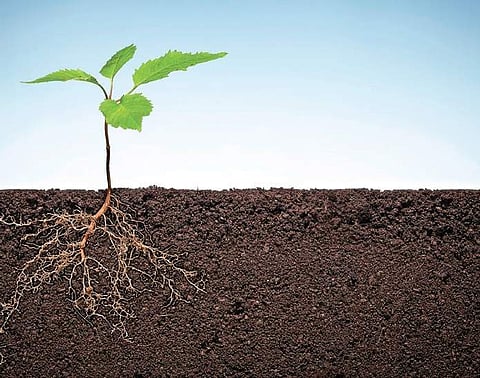 Fertilisers are either organic (plant or animal based) like manure, bone meal, cotton seed or inorganic that are made from chemicals.