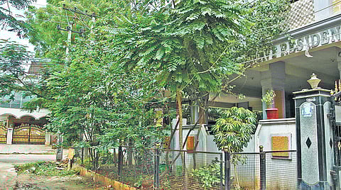 The area where the trees are being grown.