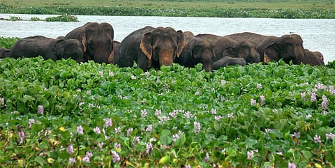 A herd of Asiatic wild elephants in search of food at Deepor Beel Wild Life Sanctuary on the outskirts of Guwahati. (File photo | PTI)